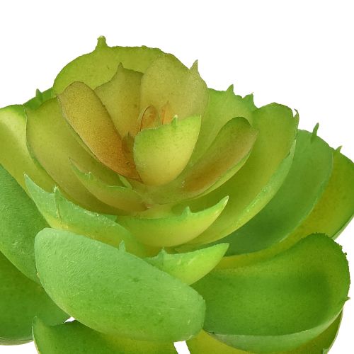 Artikel Echeveria Künstliche Sukkulenten Grün Ø7cm 6St