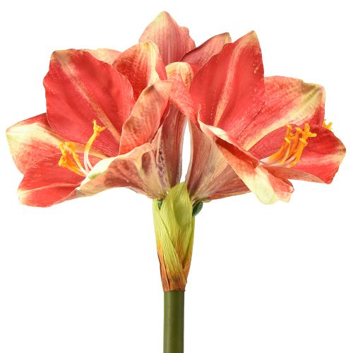 Floristik24 Künstliche Amaryllis Pink und Creme – Große Stielblume 76cm