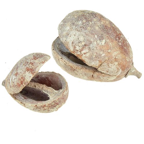 Artikel Mokka-Schoten Fruchtschalen Pear Pods weiß gewaschen 4 - 6 cm 50Stück