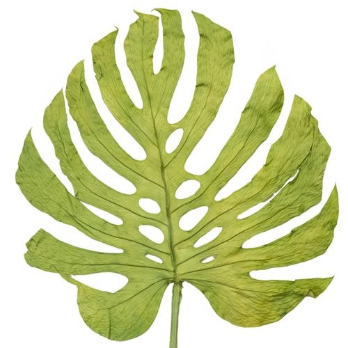 Artikel Dekorative Monstera-Blätter für Boho- und Urban-Jungle-Dekoration