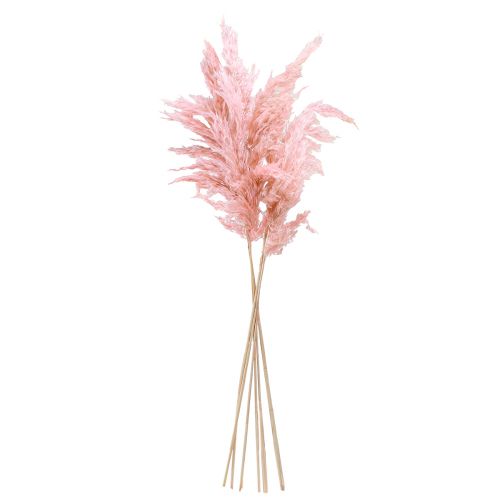 Artikel Pampasgras getrocknet Rosa Trockenfloristik 65-75cm 6 St im Bund