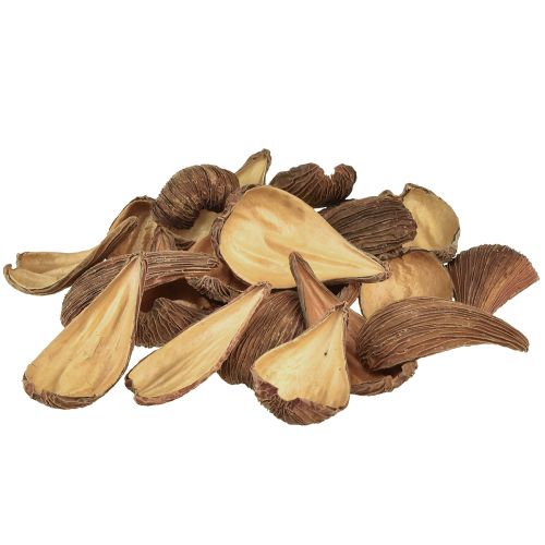 Artikel Frucht- und Samenkapsel Schoten Pradeep Pods 9-12 cm natur 50St.