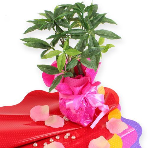 Floristik24 Rondella-Manschetten Ø40cm Rot 50St