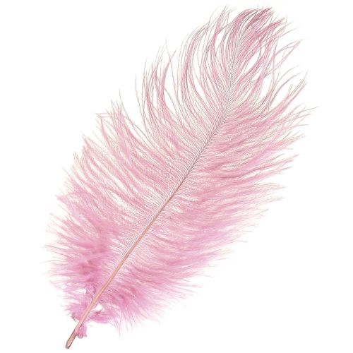 Floristik24 Straußenfedern Echte Federn Deko Rosa 20-25cm 12St