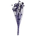 Floristik24 Erdbeerdisteln Trockendistel Distel Deko Violett 44-58cm 100g