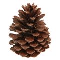 Floristik24 Kiefernzapfen Pinus Maritima Seekiefer Zapfen Deko 12-13cm 3 St