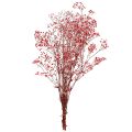 Floristik24 Schleierkraut Gypsophila Trockenblumen Rot 50cm 55g