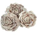 Floristik24 Zeder Zapfen geschnitten wie Rose Cedarrose 4-6cm weiß/natur 50 Stück